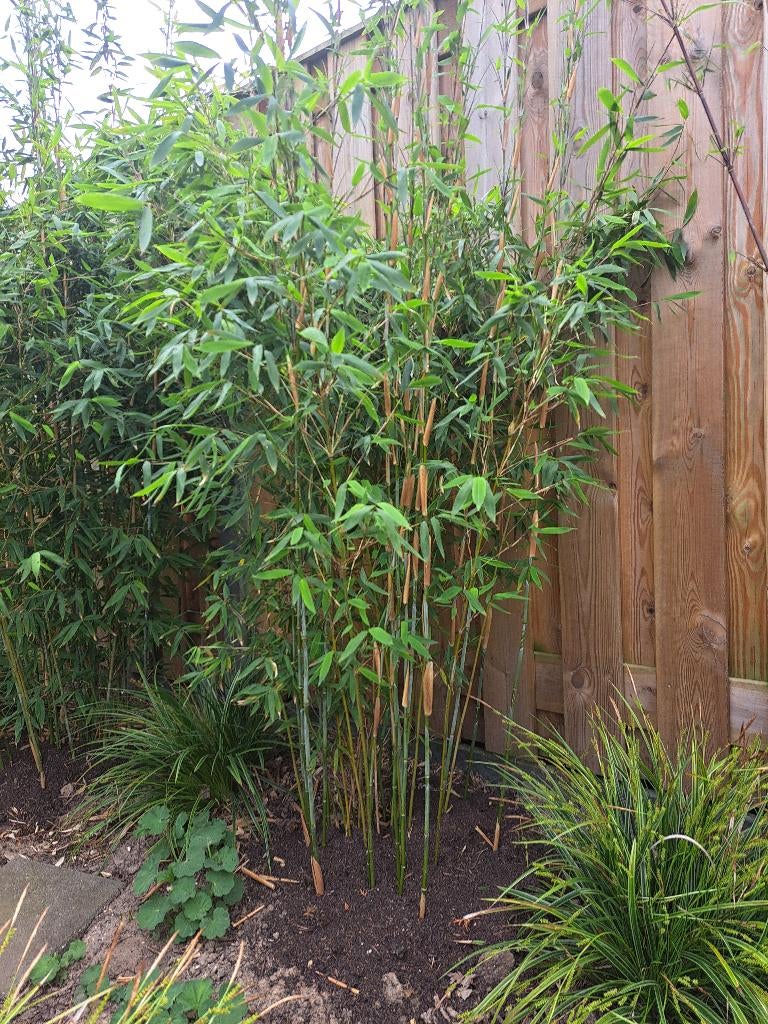 Bamboe, bamboeplanten, Tuin en Terras, Planten | Tuinplanten, Vaste plant, Bloeit niet, Halfschaduw, Ophalen