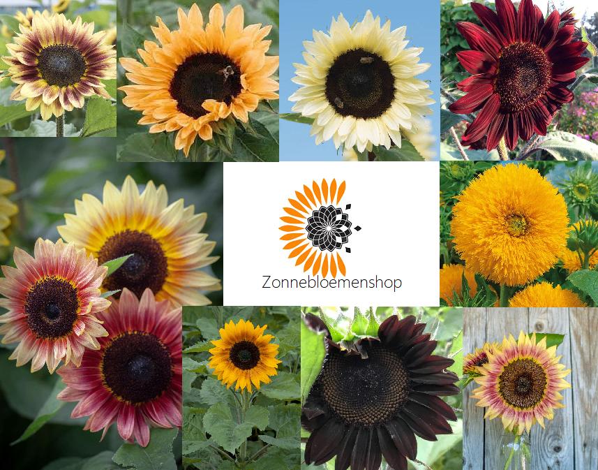 Meer dan 80 soorten zonnebloemzaden uit voorraad leverbaar., Verzenden, Voorjaar, Volle zon, Zaad