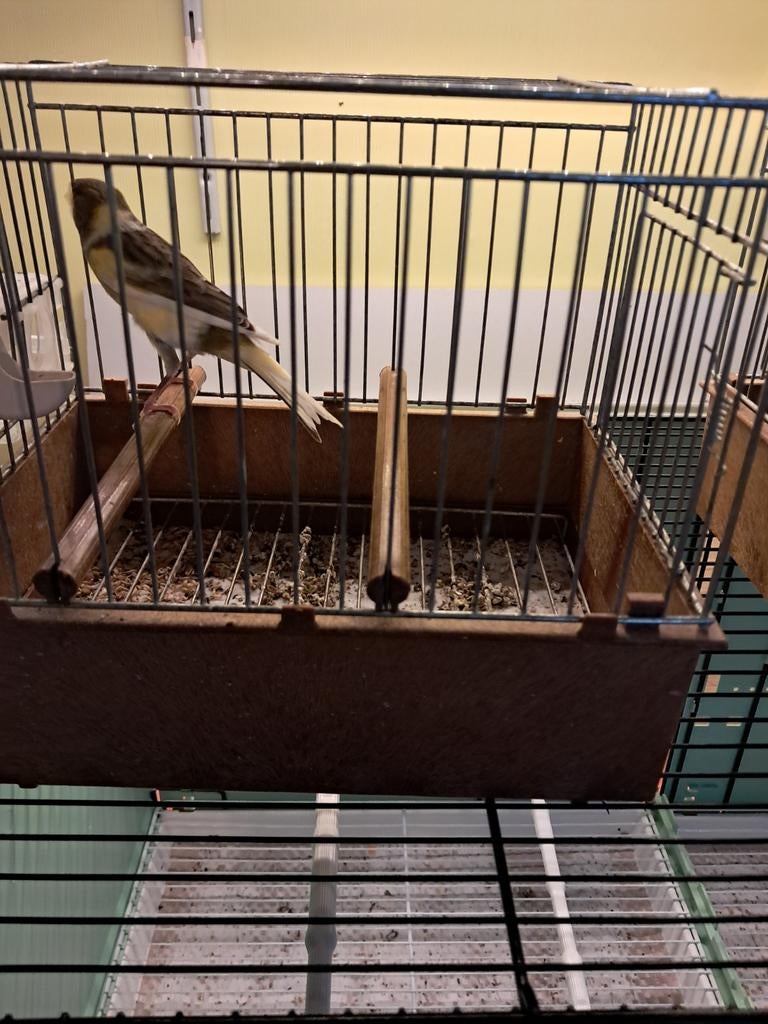 Timbradovogel, Mannelijk