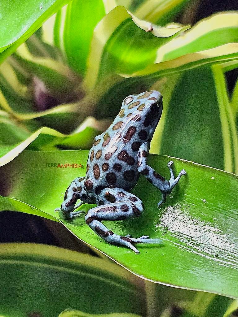 Dendrobates auratus verschillende soorten !, Dieren en Toebehoren, Reptielen en Amfibieën, Amfibie, 0 tot 2 jaar