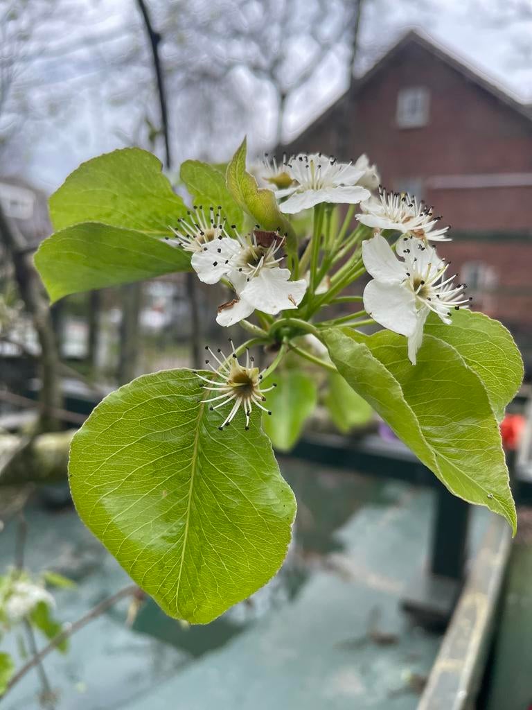 6 x Sierpeer leiboom, stamhoogte 180cm, stamdikte 14/16cm!, Leiboom, Ophalen of Verzenden, Lente, 100 tot 250 cm