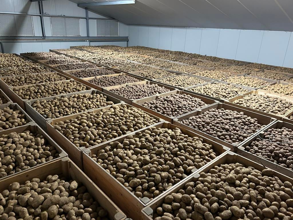 Aardappelen: Agria, Bildtstar, Nicola, Ophalen