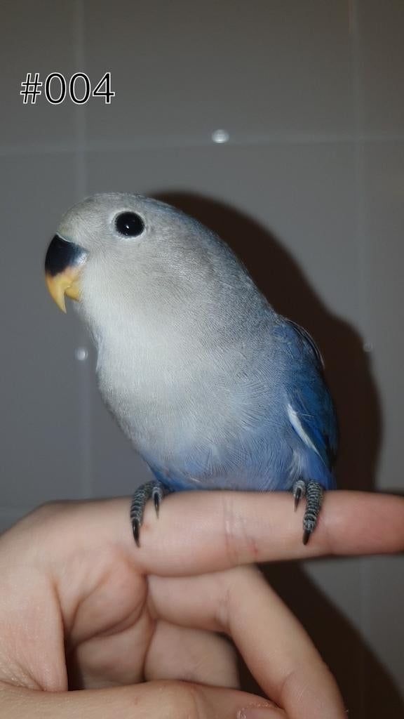 ♀️️Halftam agapornis roseicollis jong. zie beschrijving., Dieren en Toebehoren, Vogels | Parkieten en Papegaaien, Vrouwelijk, Dwergpapegaai of Agapornis