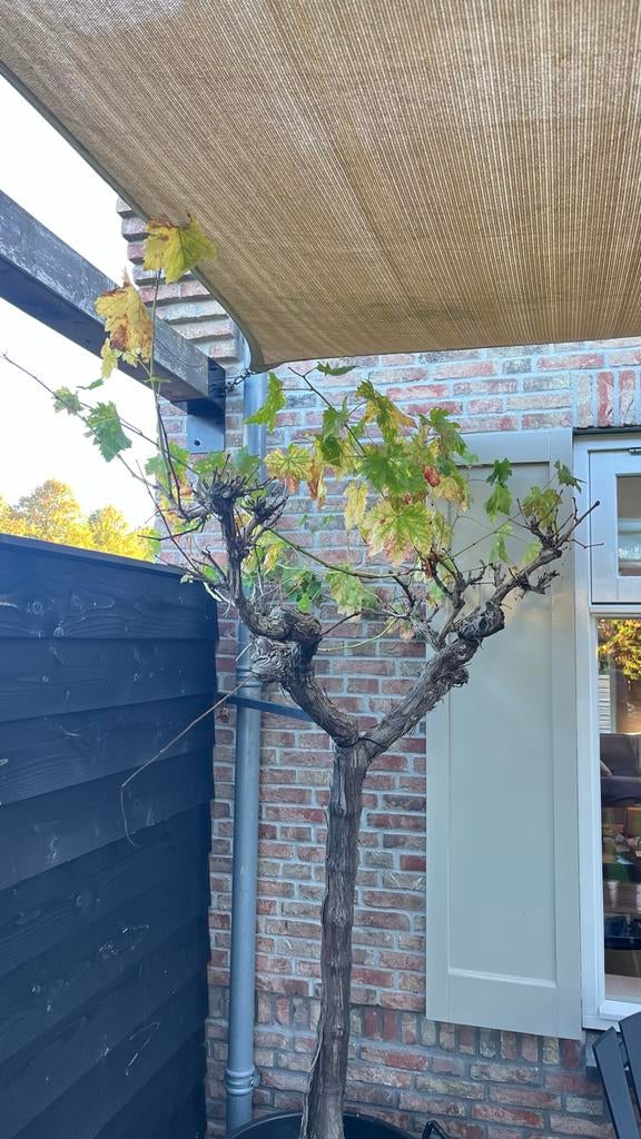 Oude druif in pot, ca 250 cm hoog, Tuin en Terras, Planten | Bomen, Ophalen, In pot, Overige soorten, 250 tot 400 cm