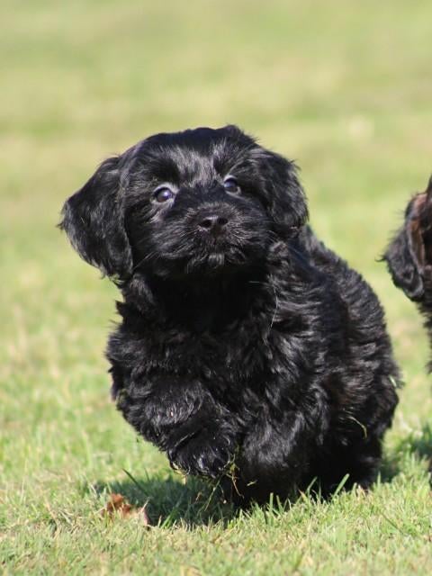 Vrolijke Maltipoo pups., Nederland, Parvo, 8 tot 15 weken, Meerdere