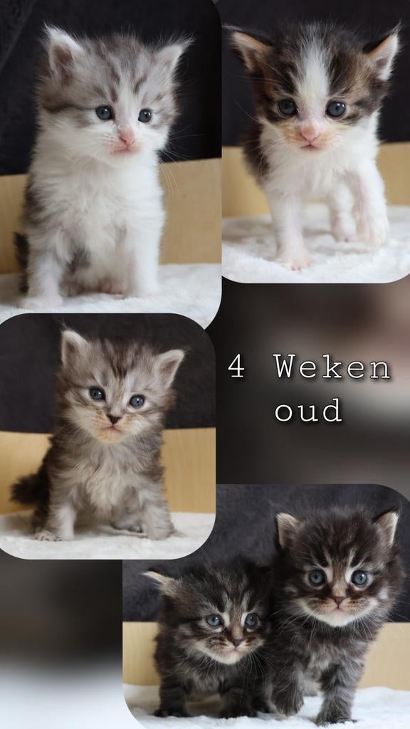 5 Maine Coon Mix Kittens geboren 01'03'26 volg op instagram, Meerdere dieren, Met stamboom, 0 tot 2 jaar