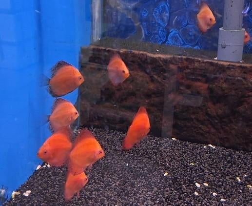 Nog enkele eigen kweek discusvissen € 20,- per stuk!!!, Dieren en Toebehoren, Vissen | Aquariumvissen, Vis, Zoetwatervis