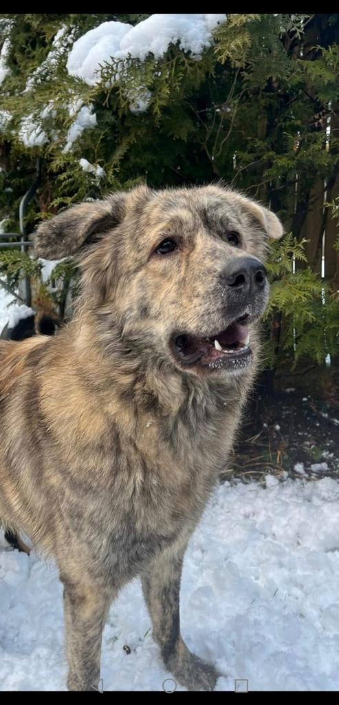 Lieke is ter adoptie!, Handelaar, 1 tot 2 jaar, Buitenland, Teef