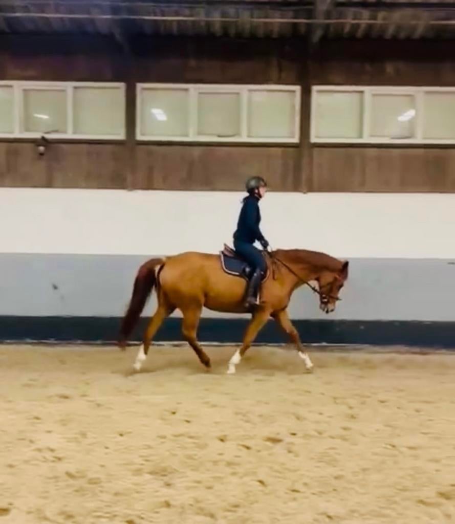 Ervaren leerpaard / ideaal overgangspaatd, Dieren en Toebehoren, Paarden, Merrie, ZZ, Springpaard, Met stamboom