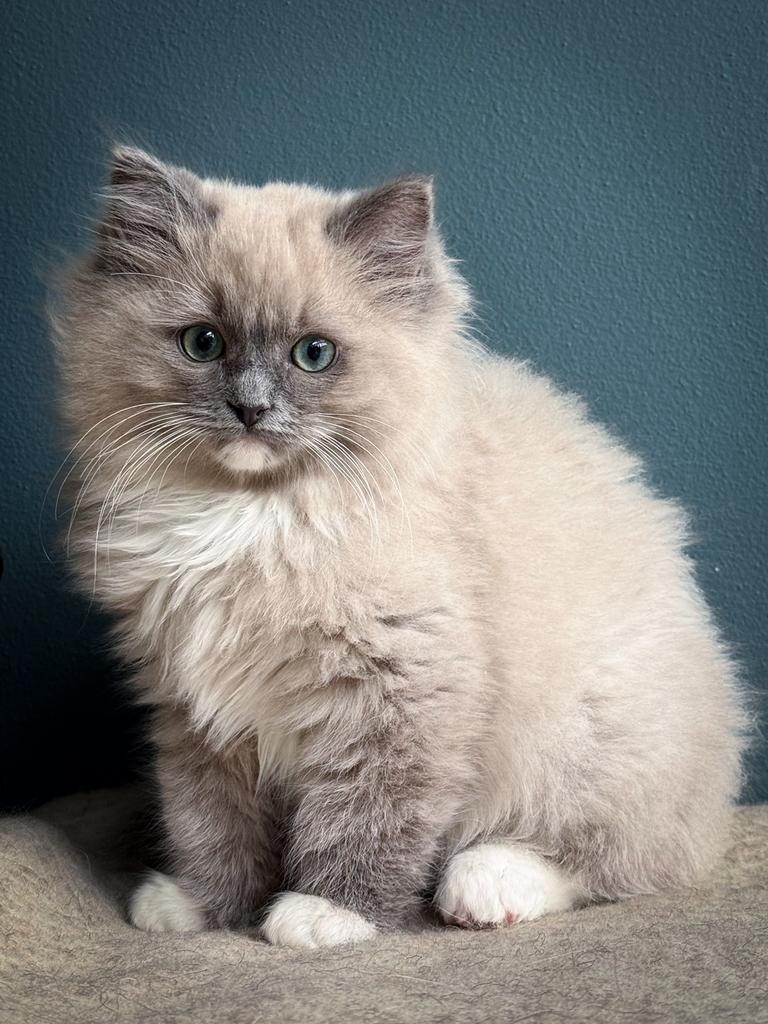 Vriendelijk Ragdoll katertje, Dieren en Toebehoren, Kater, Gechipt, 0 tot 2 jaar