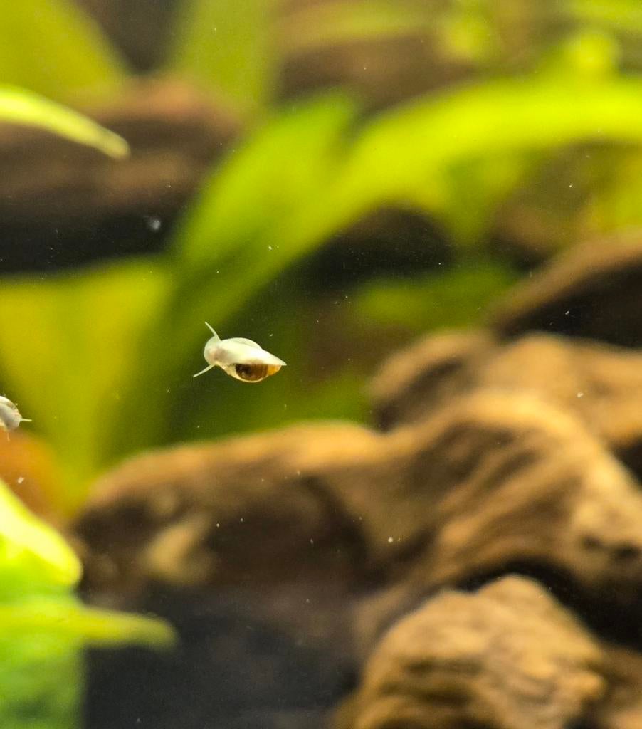 Puntige blaashoren slakjes voor in een aquarium, Dieren en Toebehoren, Vissen | Aquariumvissen, Slak of Weekdier, Zoetwatervis