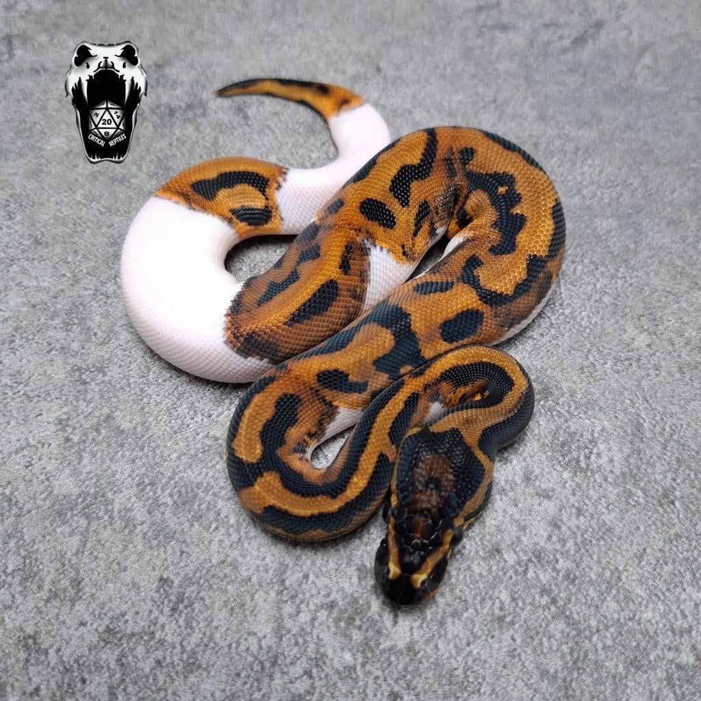1.0 Mandarin Leopard Pied NK25 (pythons regius) Ball Python - male for sale from Critical Reptiles