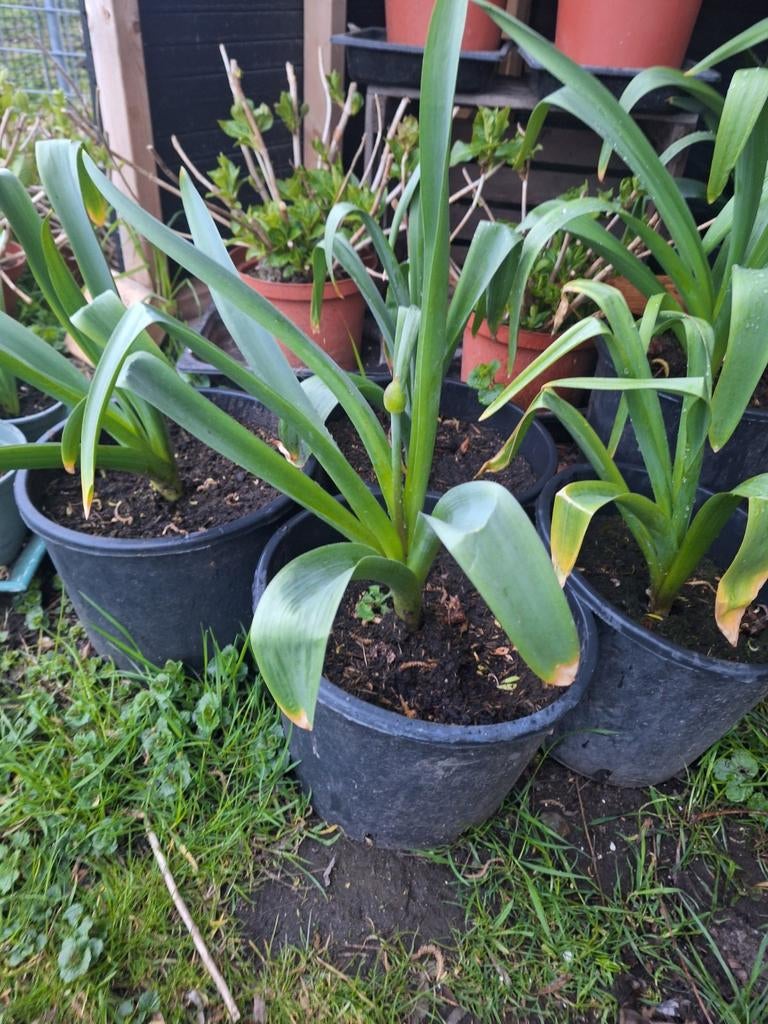 Allium galliator in 28 cm pot, Tuin en Terras, Planten | Bomen, Volle zon, Bloeit niet, Minder dan 100 cm, Overige soorten