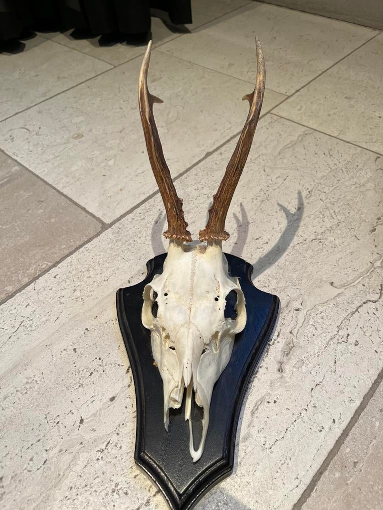 Reeënschedel met gewei op schild, Verzamelen, Ophalen, Gebruikt