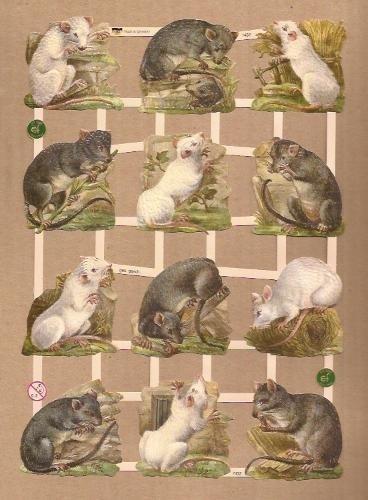 Lieve ratten poezieplaatjes 7432, Ophalen of Verzenden