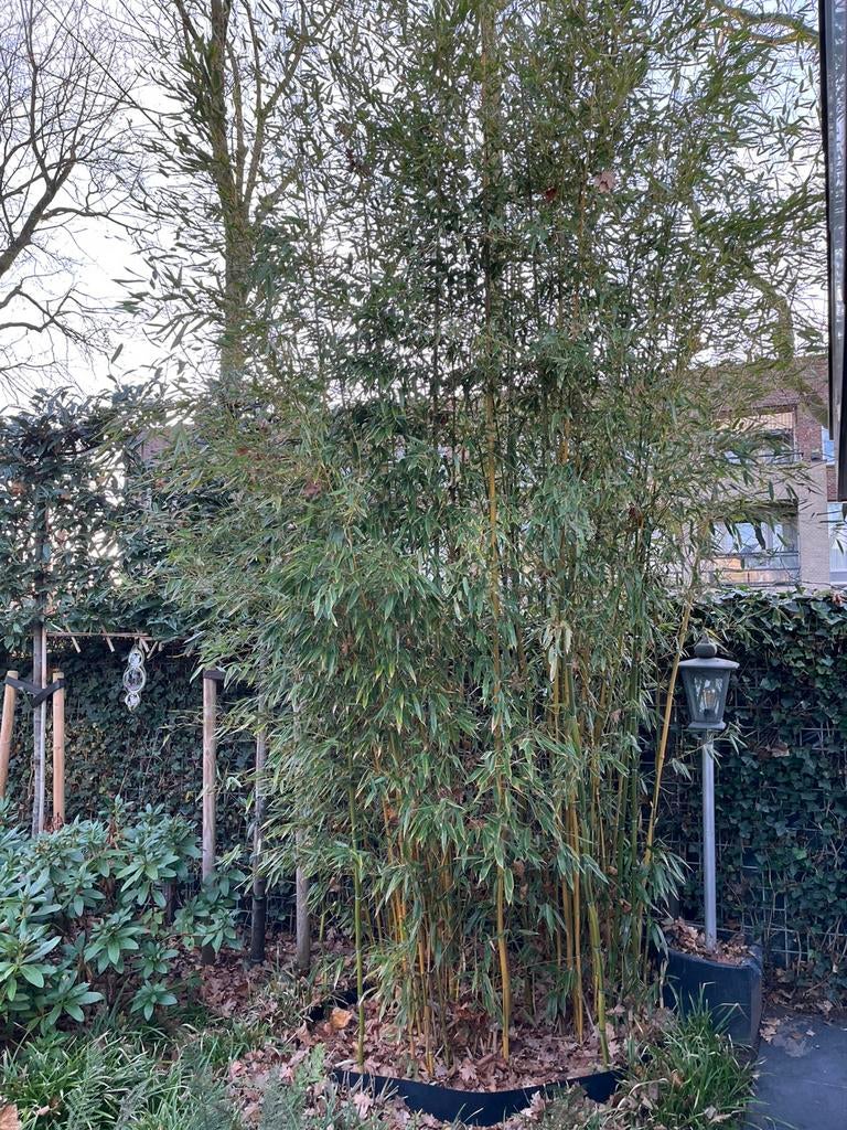 Bamboe 4,50-5,00m hoog, Ophalen, Bloeit niet, Halfschaduw, Overige soorten