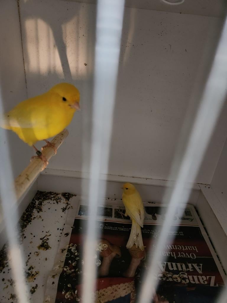 2 koppels waterslagers broedrijp, Meerdere dieren, Kleurkanarie