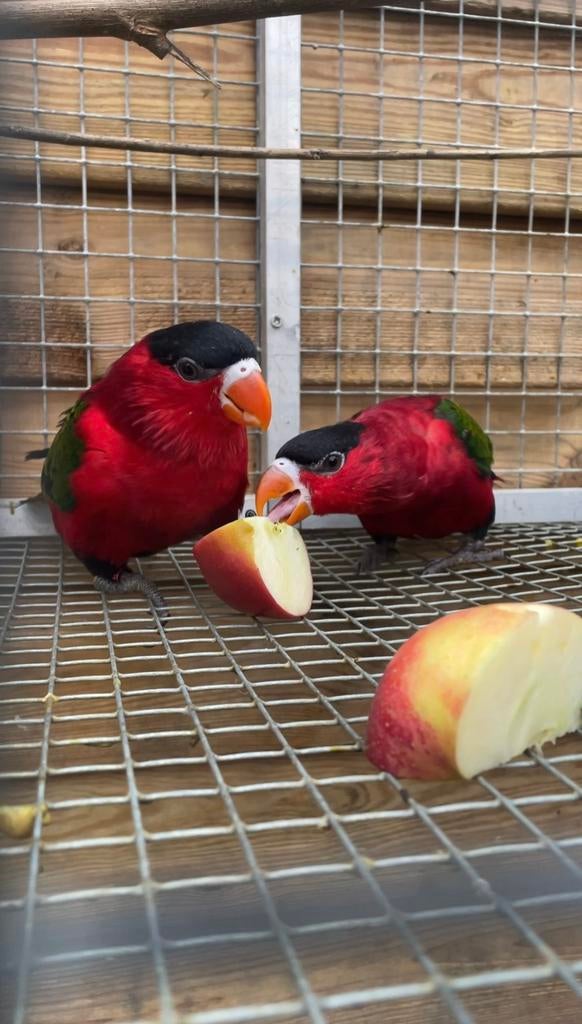 purperbuik lori (purple bellied lori) (Lorius hypoinochrous), Dieren en Toebehoren, Vogels | Parkieten en Papegaaien, Meerdere dieren