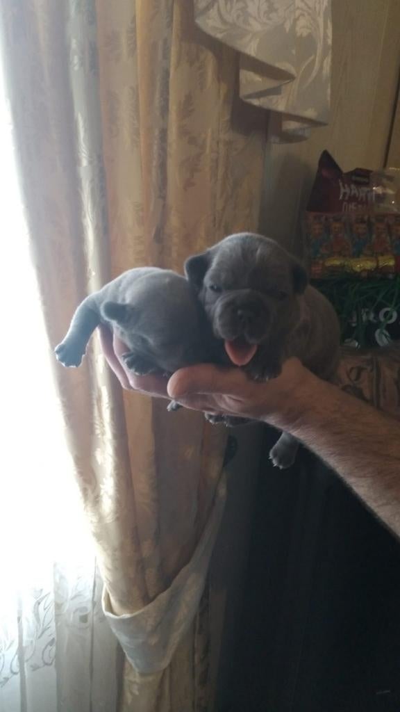 Prachtige franse bulldog pups, 8 tot 15 weken, Bulldog, Meerdere, Meerdere dieren