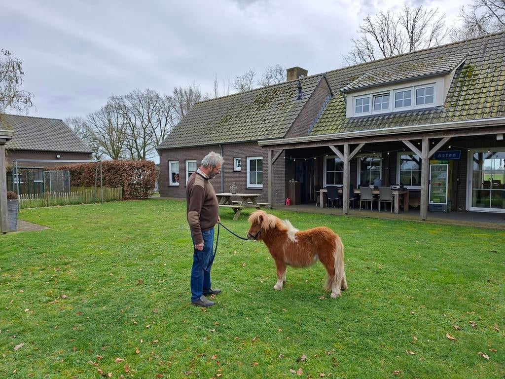 Prachtig mini paardje, Dieren en Toebehoren, Pony's, Merrie, Niet van toepassing, 0 tot 2 jaar, A pony (tot 1.17m)