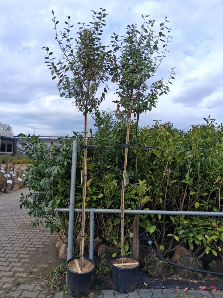 Olijfwilg (Elaeagnus ebbingei) - hoogstam bomen!, Tuin en Terras, Planten | Bomen, Herfst, 250 tot 400 cm, Volle zon, In pot