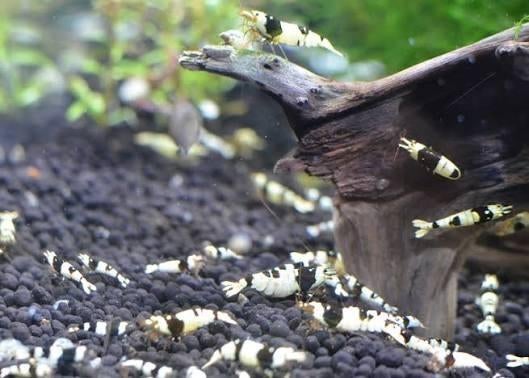 Crystal Black caridina garnalen, Dieren en Toebehoren, Vissen | Aquariumvissen, Kreeft, Krab of Garnaal
