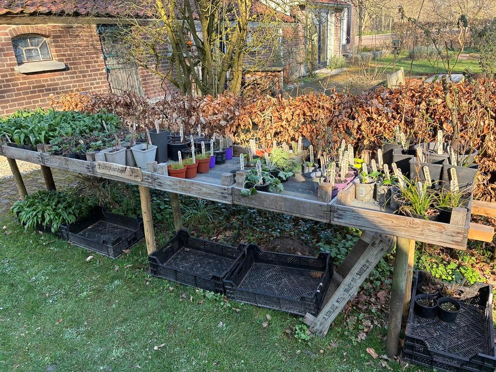 Daslook en div. (Inheemse) planten, Tuin en Terras, Ophalen, Vaste plant, Overige soorten, Volle zon