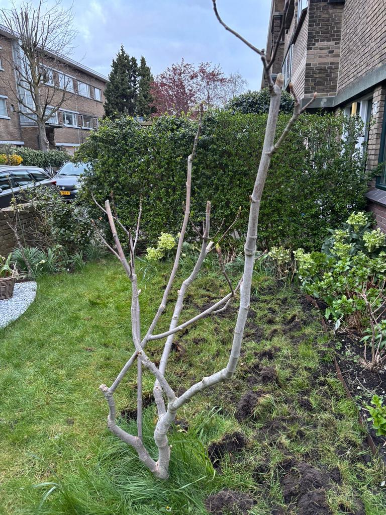 Vijgenboom - vandaag gratis op te halen, Tuin en Terras, Planten | Bomen, Overige soorten, Lente, 100 tot 250 cm, Ophalen