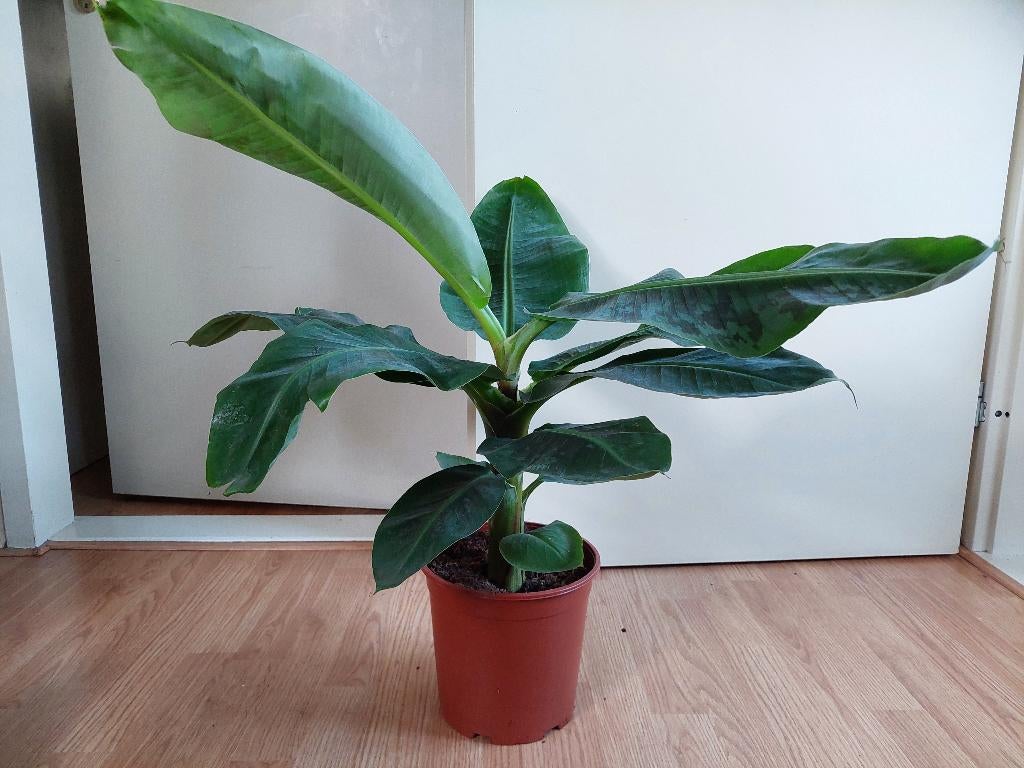 Musa Dwarf Cavendish - Bananenplant H: 70 cm., Ophalen, Overige soorten, Halfschaduw, Minder dan 100 cm