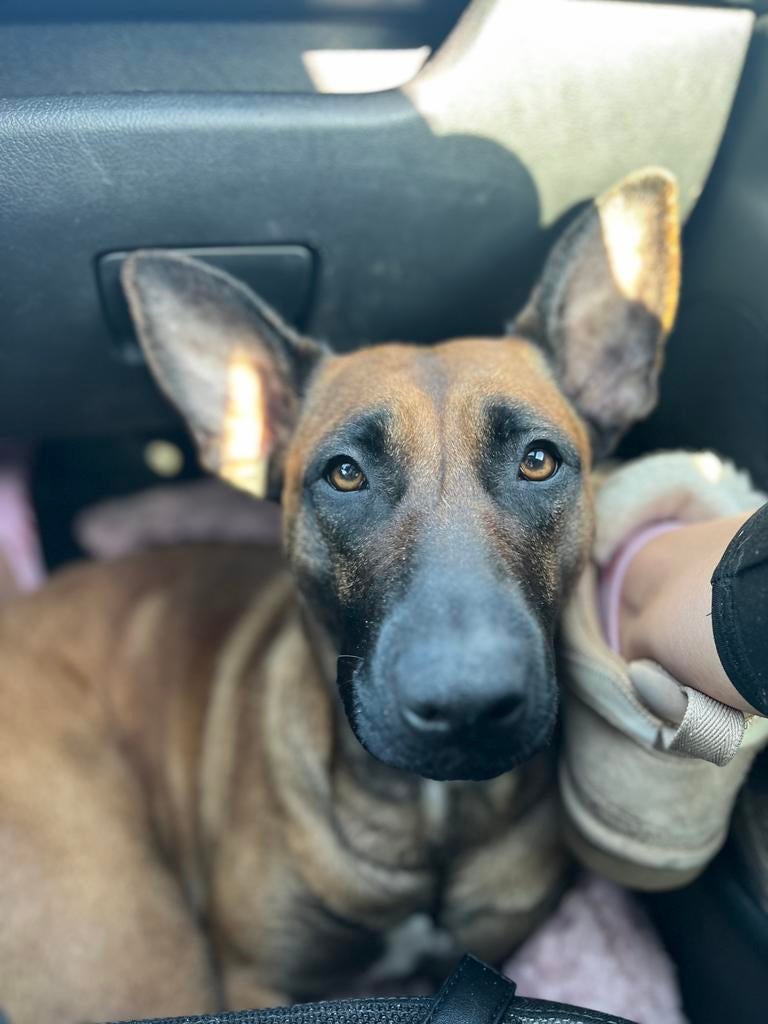 Herder, 1 tot 2 jaar, Teef, Parvo, Eén hond