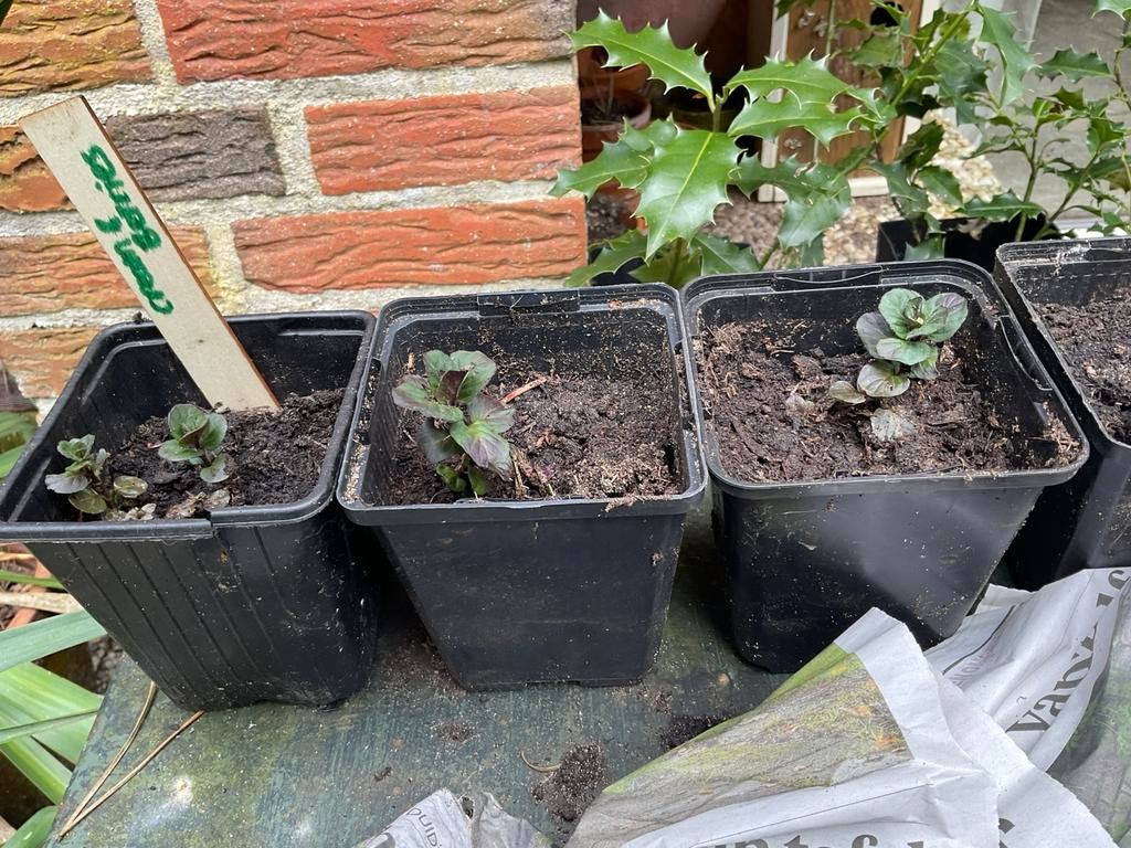 Bio chocolademunte, zoethoutgras, cream&berries munt, prunus, Ophalen, Vaste plant, Overige soorten, Halfschaduw