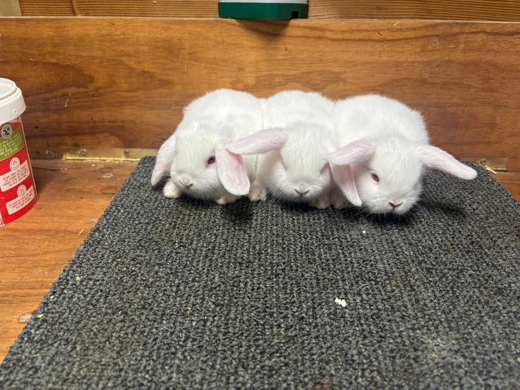 Nhd, Dieren en Toebehoren, Konijnen, Geslacht onbekend, Dwerg, Hangoor, 0 tot 2 jaar