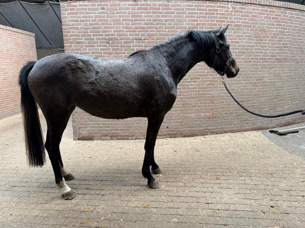 Te koop: 3-jarige schimmel merrie, Dieren en Toebehoren, Paarden, Merrie, Springpaard, Met stamboom, 3 tot 6 jaar