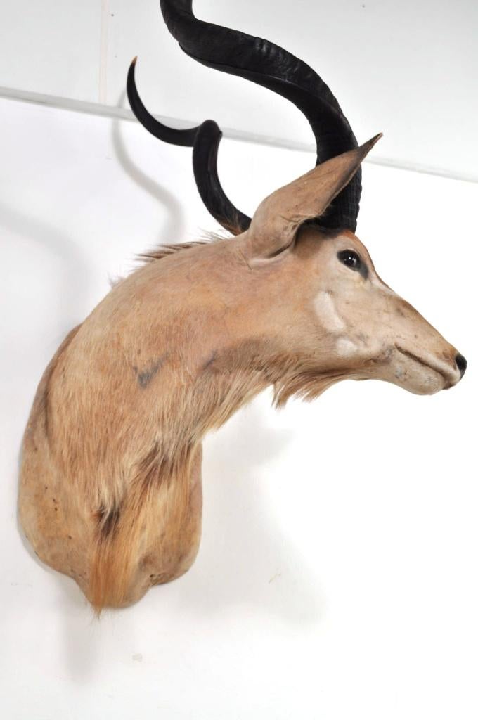 Grote opgezette koedoe hoorns kop Afrika antilope EYECATCHER, Verzamelen, Ophalen of Verzenden, Gebruikt, Wild dier, Gewei of Kop