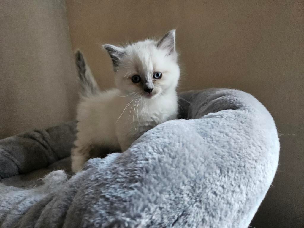 Ragdoll kittens, Meerdere dieren, Ontwormd, 0 tot 2 jaar