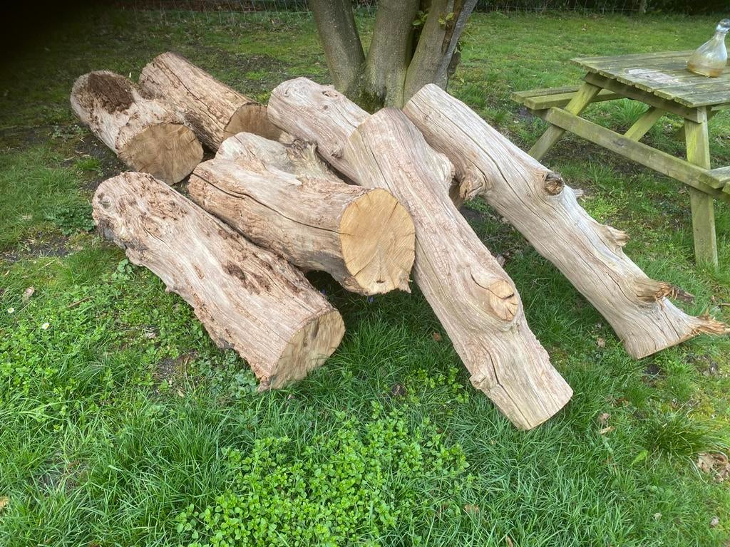 Brandhout eiken en platanen, Tuin en Terras, Haardhout, Minder dan 3 m³, Ophalen of Verzenden, Overige houtsoorten, Stammen