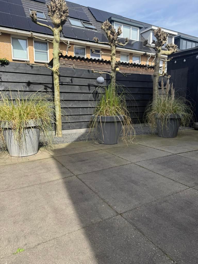 Siergras, Bloeit niet, Overige soorten, 100 tot 250 cm, Ophalen