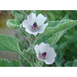 Zaden Althea officinalis, Verzenden, Volle zon