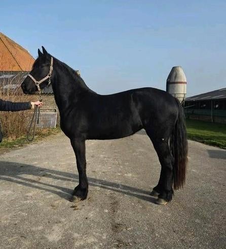 Grote 3 jarige friese merrie, Merrie, Recreatiepaard