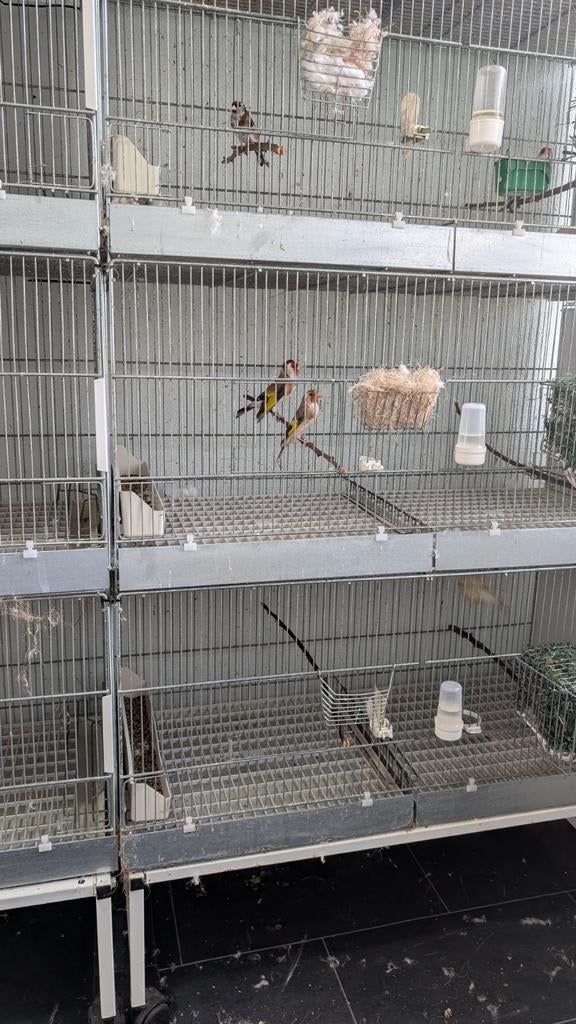 Putters bruin, Dieren en Toebehoren, Vogels | Overige Vogels