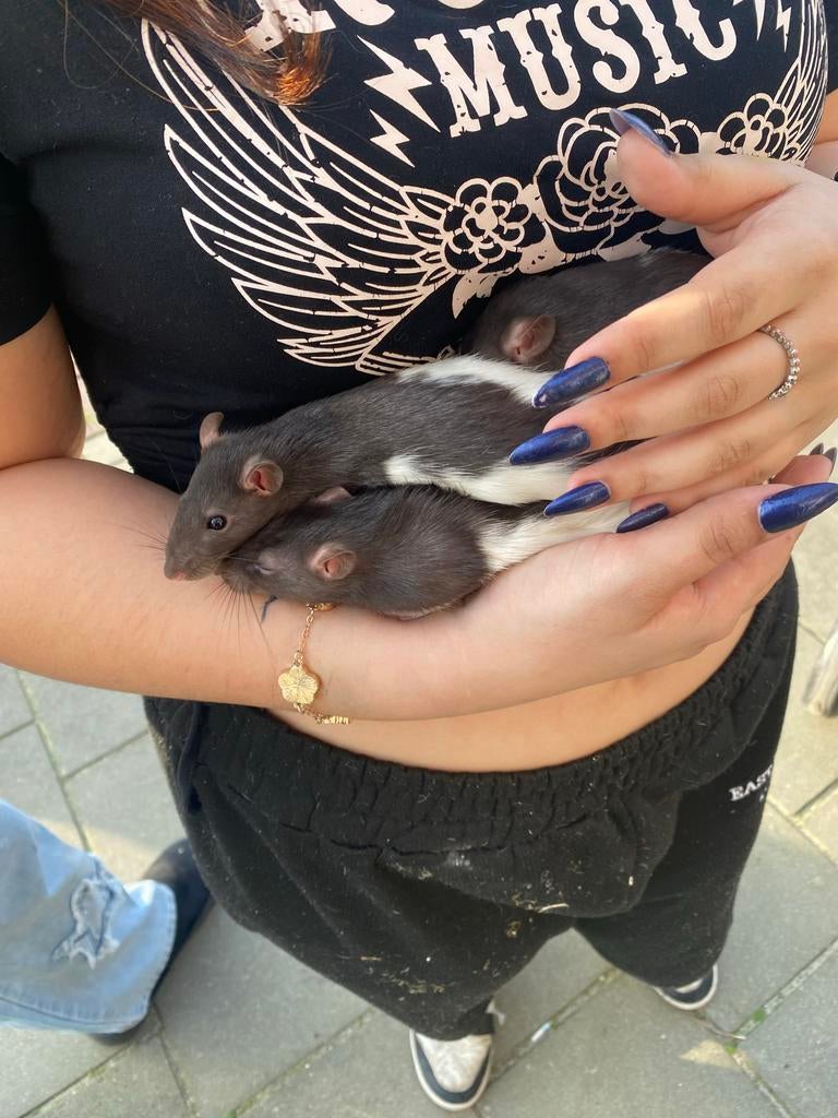 3 vrouwtjes ratjes, Dieren en Toebehoren, Knaagdieren, Rat, Vrouwelijk, November, Tam
