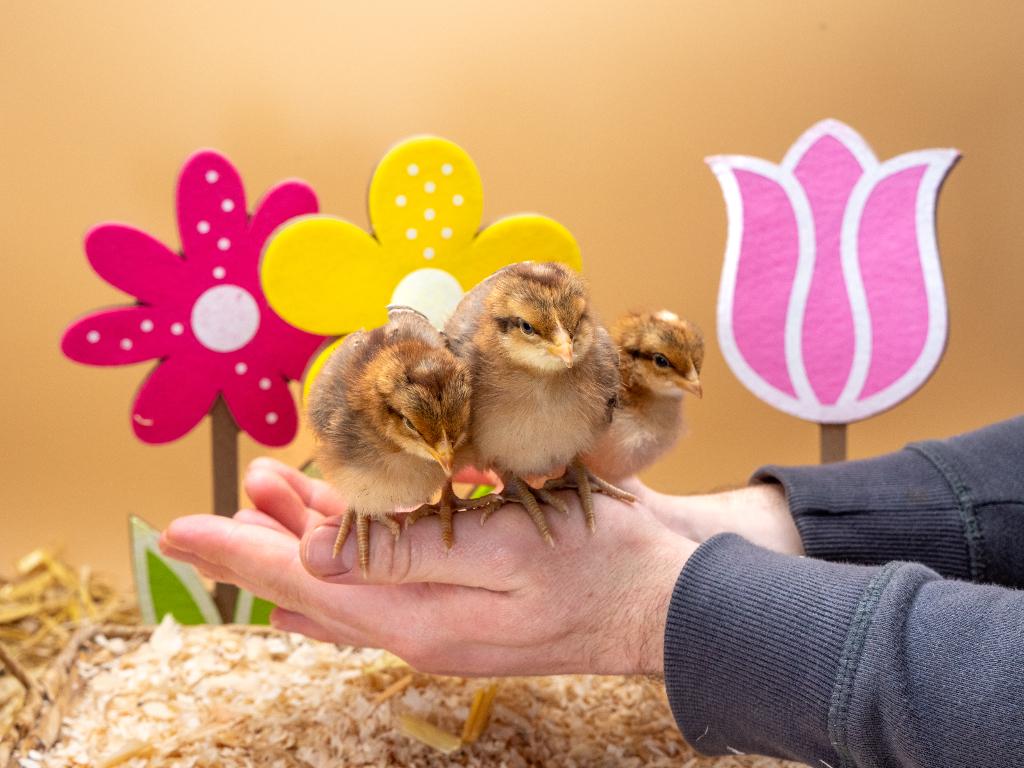 Jonge tamme Bielefelder kuikens gesekst & ingeënt, Dieren en Toebehoren, Pluimvee, Vrouwelijk, Kip