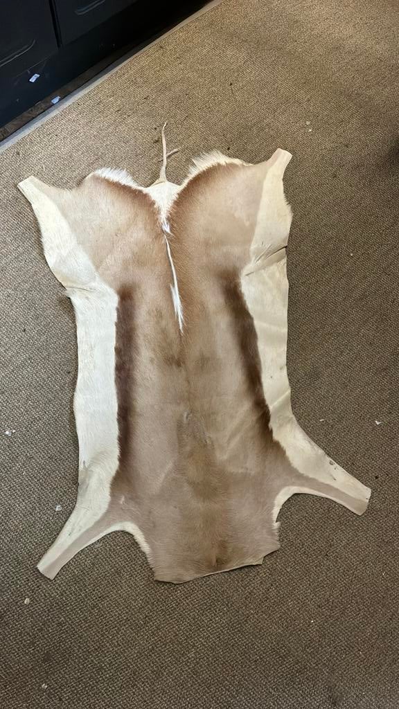 Vacht antilope, Ophalen of Verzenden, Zo goed als nieuw, Hout