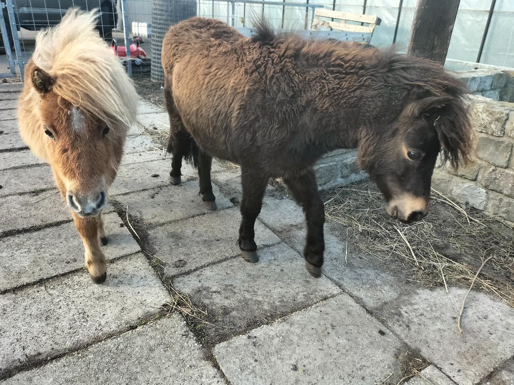 2 lieve mini paardjes merrie 75/85cm, Dieren en Toebehoren, Merrie, Met stamboom, Niet van toepassing, 0 tot 2 jaar