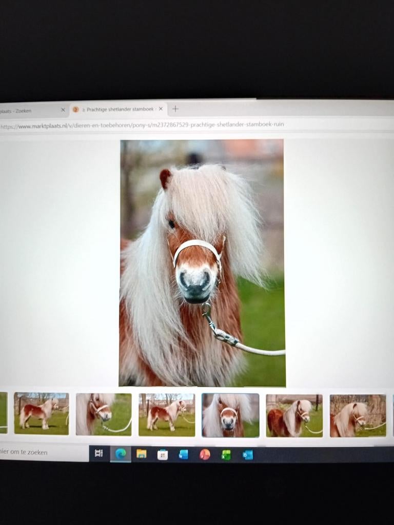 Prachtige stamboek Shetlander ruin, Dieren en Toebehoren, Pony's, Ruin, A pony (tot 1.17m), Onbeleerd, Gechipt