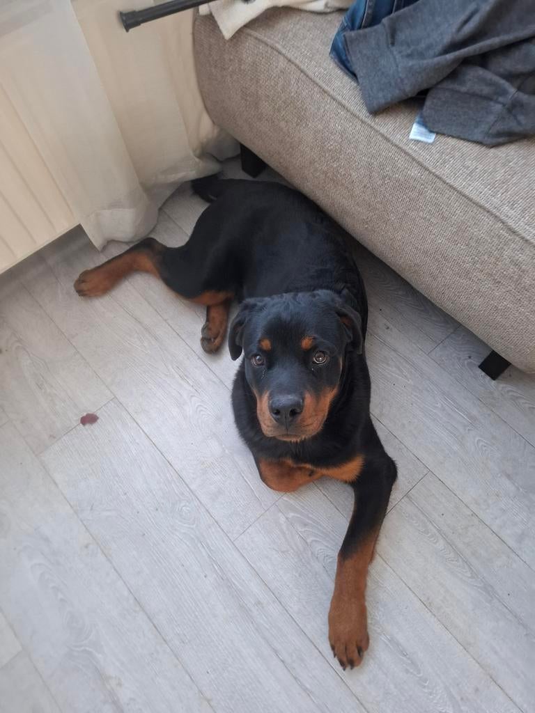 Rottweiler, Dieren en Toebehoren, Dierenvoeding, Hond, Ophalen of Verzenden