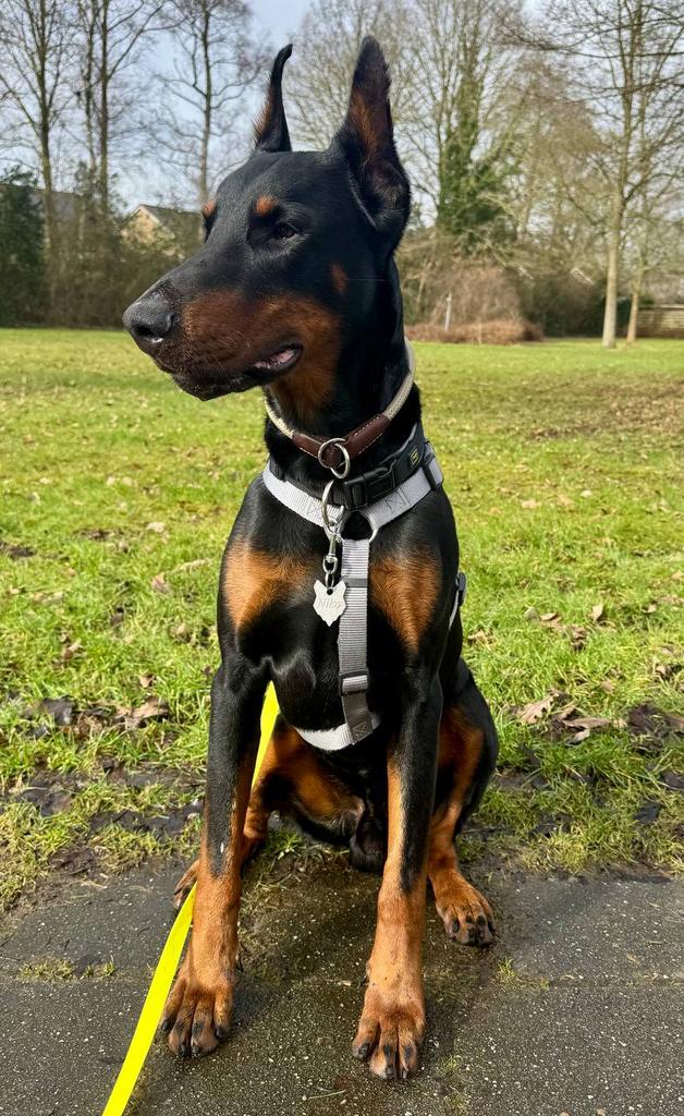 Grote, sterke Dobermann Guf zoekt actief gezin, Particulier, Buitenland, Parvo, Eén hond