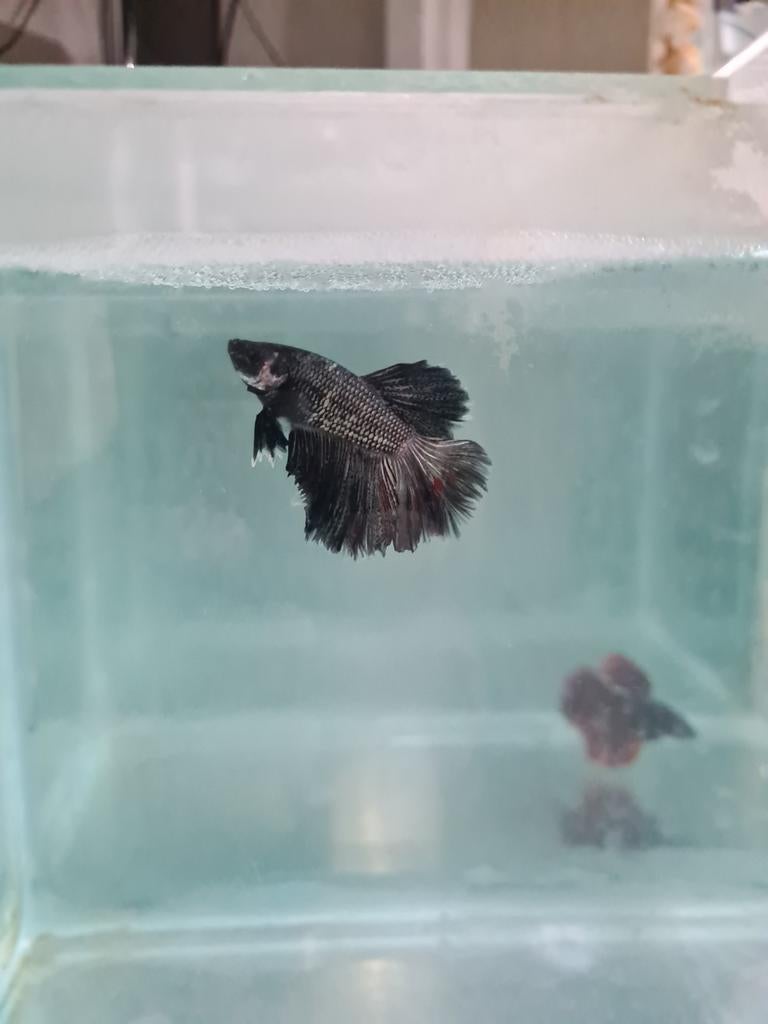 Super Delta Betta splendens, kempvis man, Vis, Zoetwatervis