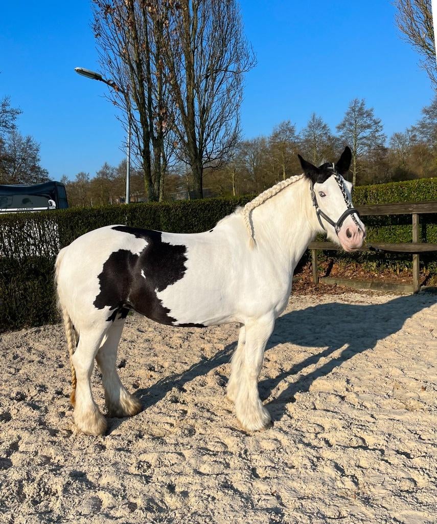 Gezocht grote Tinker merrie, Merrie, E pony (1.48m - 1.57m)