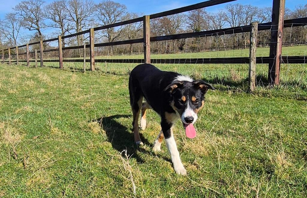 Prachtig jonge driekleur Border collie, 15 weken tot 1 jaar, Reu, CDV (hondenziekte), Collie